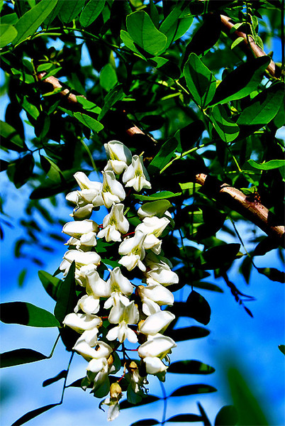 Глава II Современное бытование феномена татуировки .  Иногда для этой цели применяли колючки акации. ..... известна.