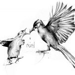 dsdsc